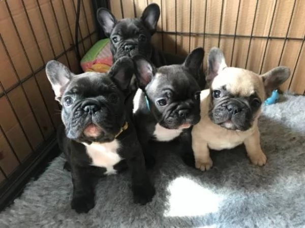  vendita cucciolo bulldog & bouledogue francese