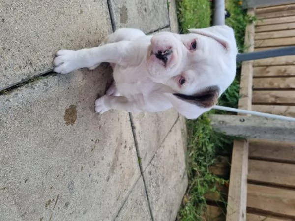 dispone di cuccioli di boxer | Foto 1