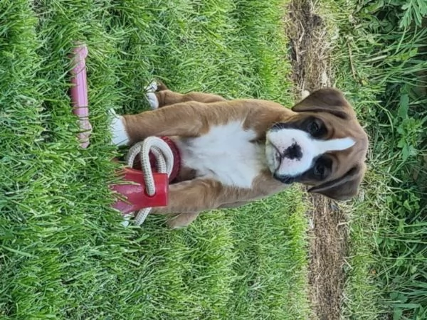 dispone di cuccioli di boxer | Foto 0