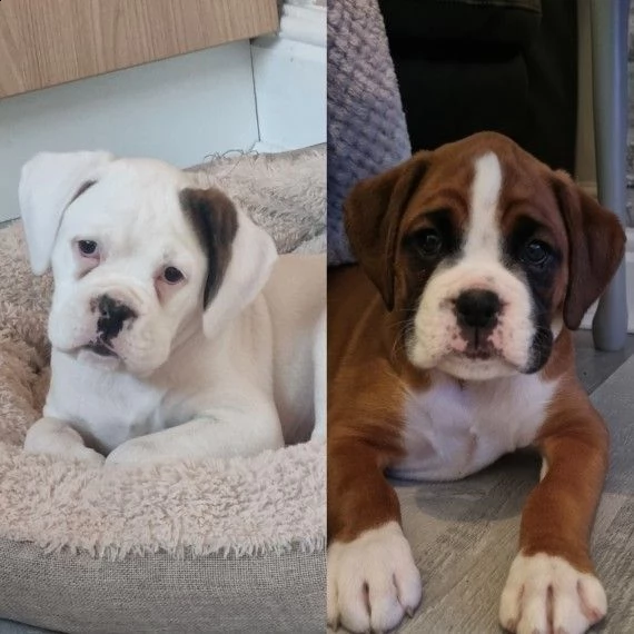 dispone di cuccioli di boxer
