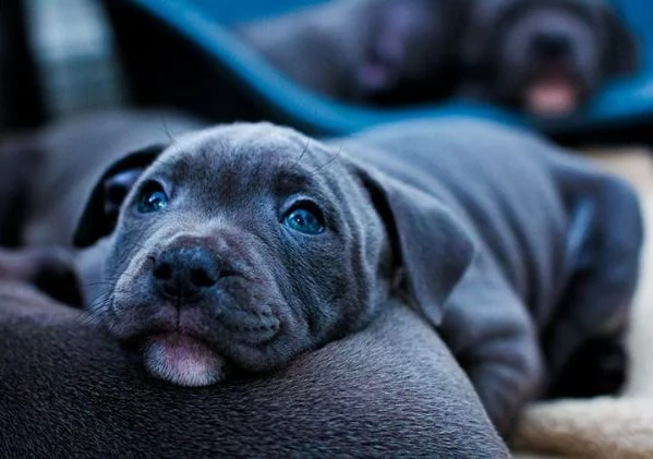 prestigiosi cuccioli di amstaff maschi e femmine