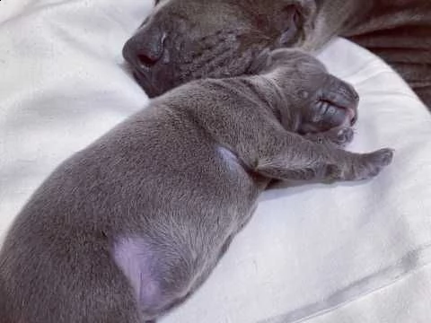 prestigiosi cuccioli di amstaff maschi e femmine | Foto 0