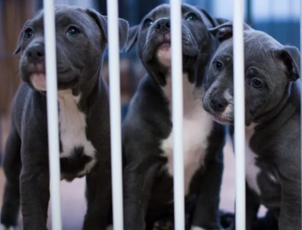 amstaff blue di tre mesi | Foto 2