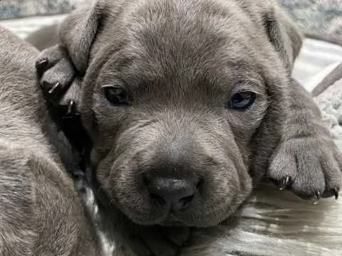 amstaff blue di tre mesi | Foto 1