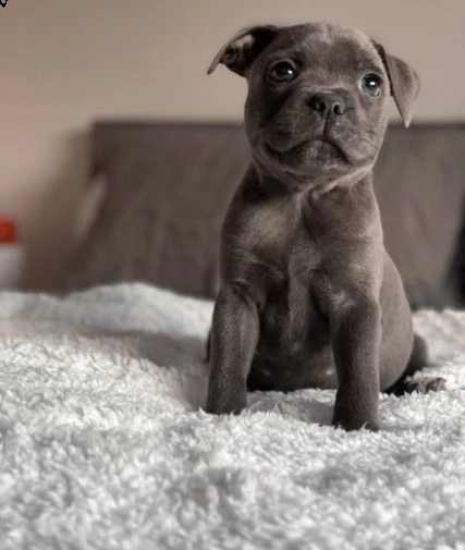 amstaff blue di tre mesi | Foto 0