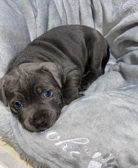 amstaff blue di tre mesi