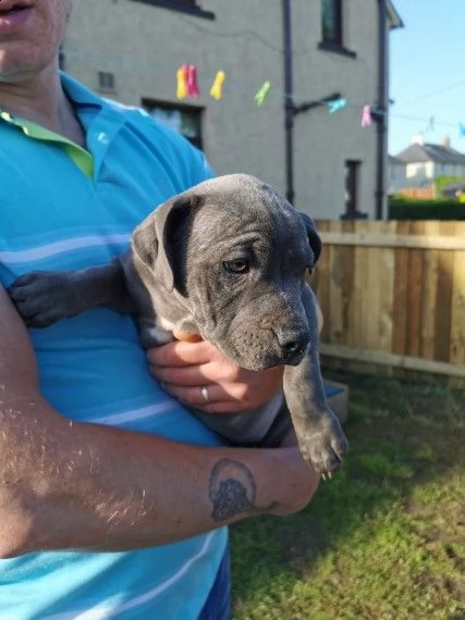 cuccioli di razza amstaff
