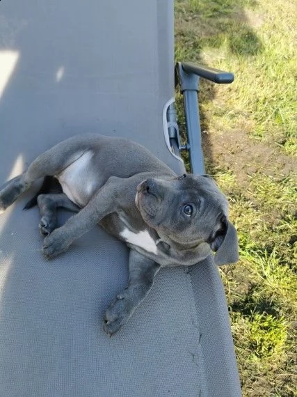 cuccioli di razza amstaff | Foto 1