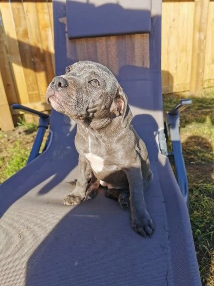 cuccioli di razza amstaff | Foto 0