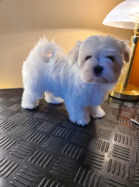cuccioli maltese di 3 mesi,piccoli dimensioni