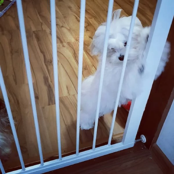 cuccioli maltese di 3 mesi,piccoli dimensioni | Foto 0