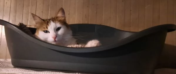 Samuel micio cucciolo 1 anno | Foto 3