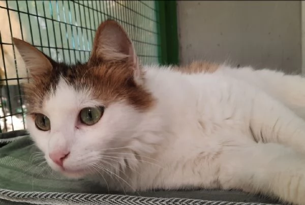 Samuel micio cucciolo 1 anno | Foto 2