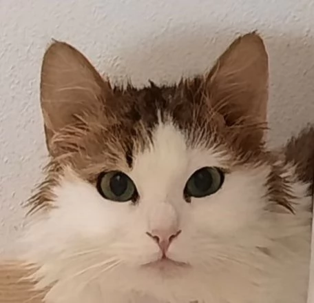 Samuel micio cucciolo 1 anno | Foto 1