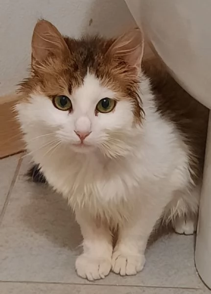 Samuel micio cucciolo 1 anno | Foto 0