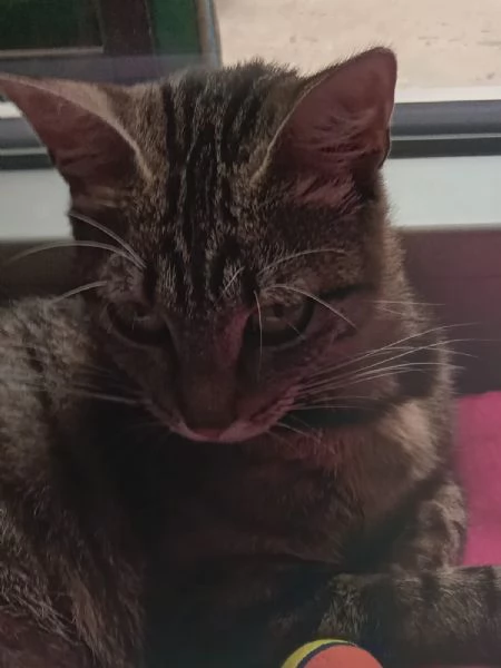 Musina micia di un anno