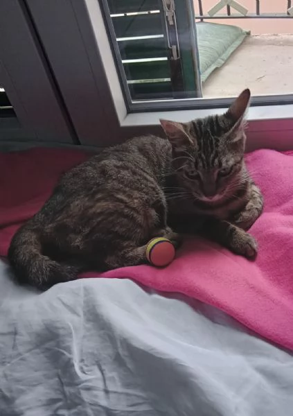 Musina micia di un anno | Foto 3