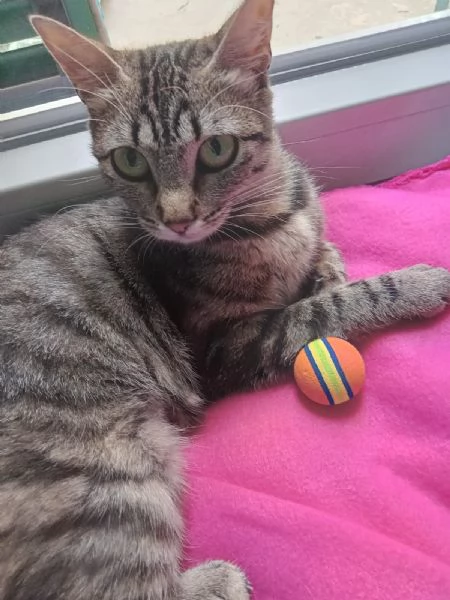 Musina micia di un anno | Foto 2