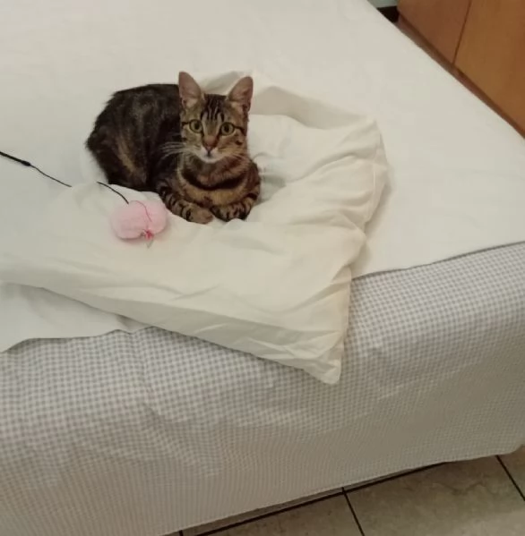 Musina micia di un anno | Foto 1