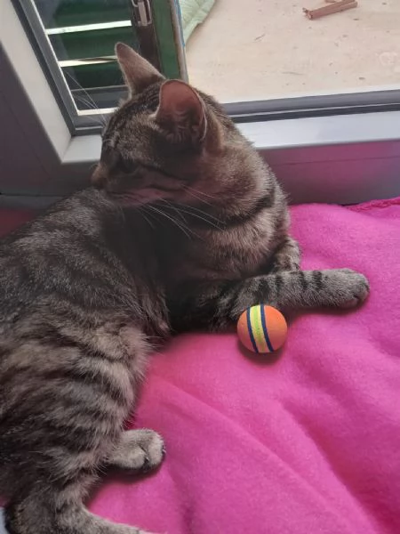 Musina micia di un anno | Foto 0