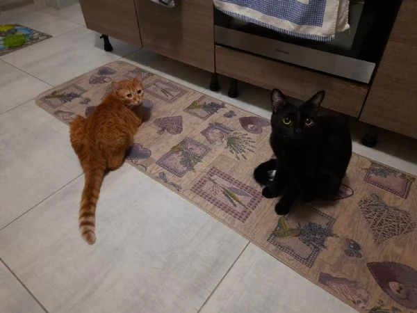 Adozione del cuore due mici di tre anni | Foto 6