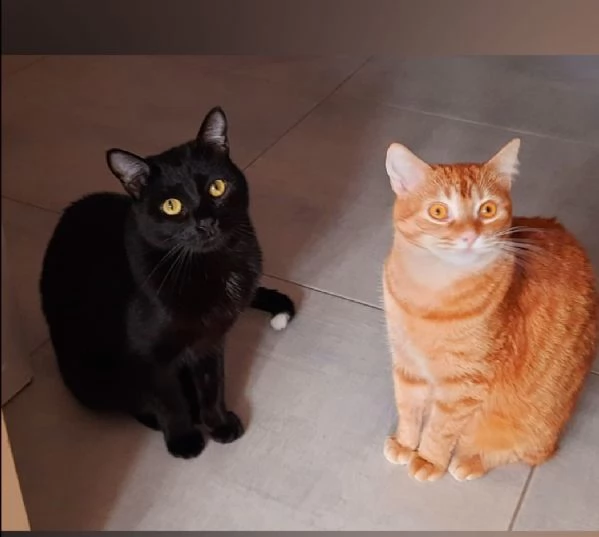 Adozione del cuore due mici di tre anni