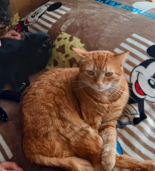 Adozione del cuore due mici di tre anni | Foto 5