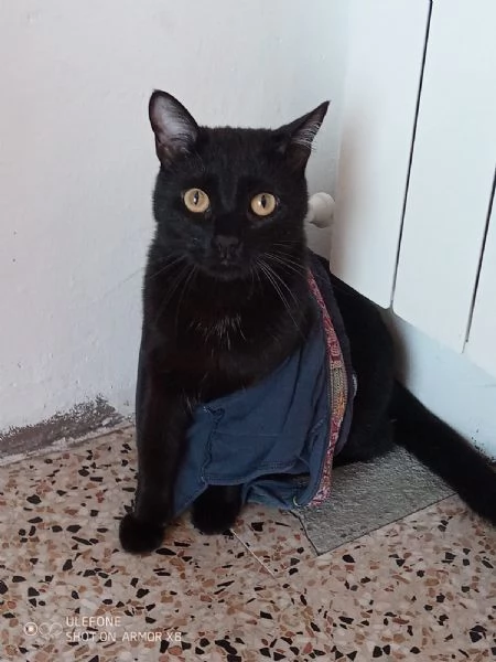 Adozione del cuore due mici di tre anni | Foto 4