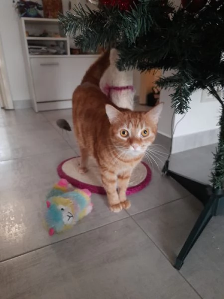 Adozione del cuore due mici di tre anni | Foto 3