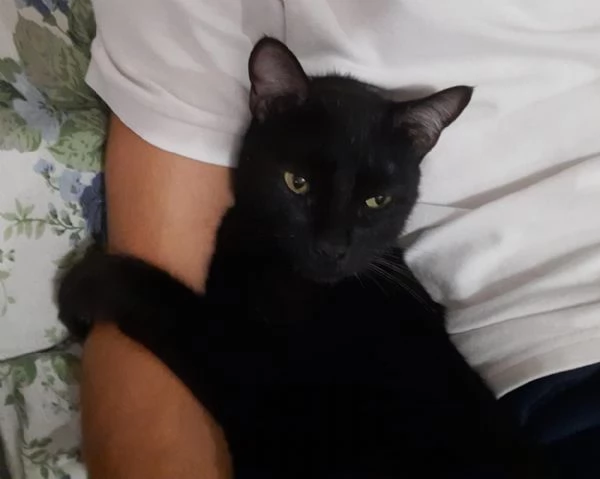 Adozione del cuore due mici di tre anni | Foto 2