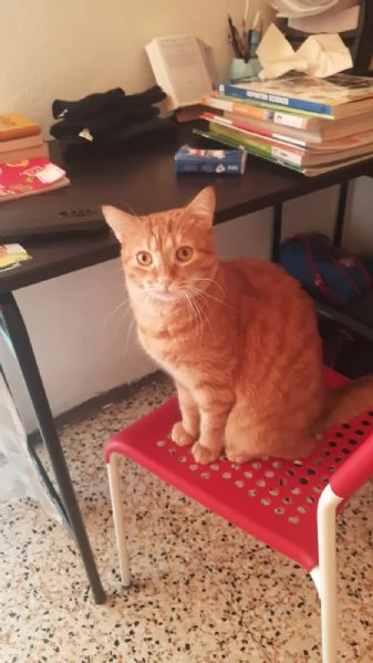 Adozione del cuore due mici di tre anni | Foto 1