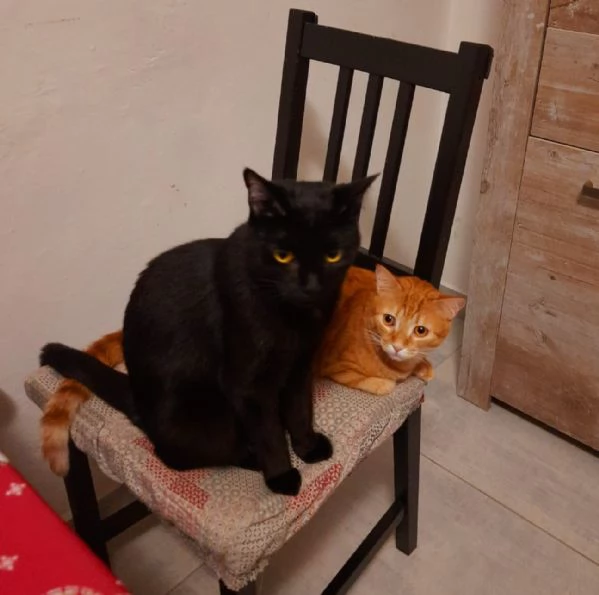 Adozione del cuore due mici di tre anni | Foto 0