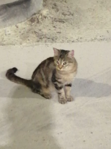 MIRANDA micia dolcissima di due anni | Foto 3