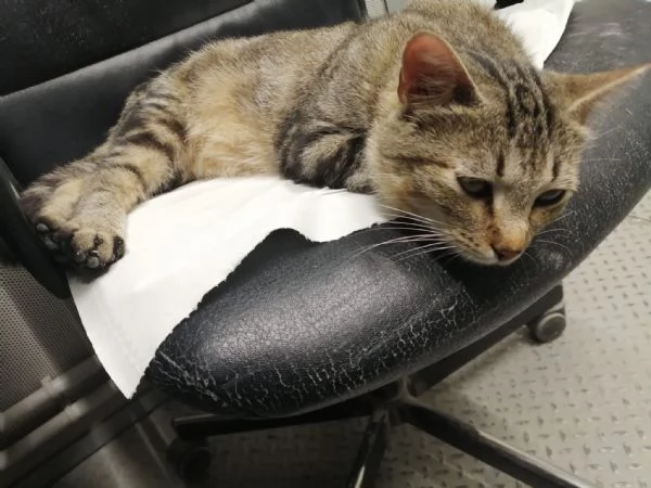 MIRANDA micia dolcissima di due anni | Foto 2