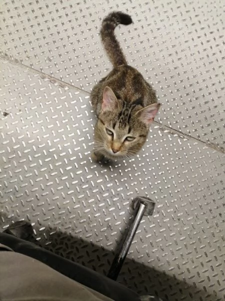 MIRANDA micia dolcissima di due anni | Foto 1