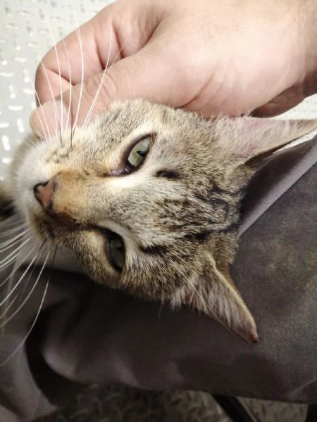 MIRANDA micia dolcissima di due anni