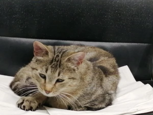 MIRANDA micia dolcissima di due anni | Foto 0