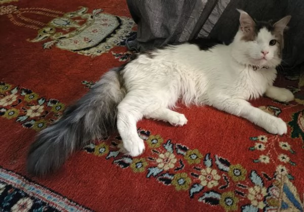 ADOZIONE DEL CUORE SPLENDIDO  MICIO DI DUE ANNI 