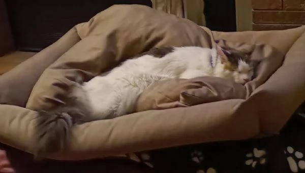 ADOZIONE DEL CUORE SPLENDIDO  MICIO DI DUE ANNI  | Foto 0