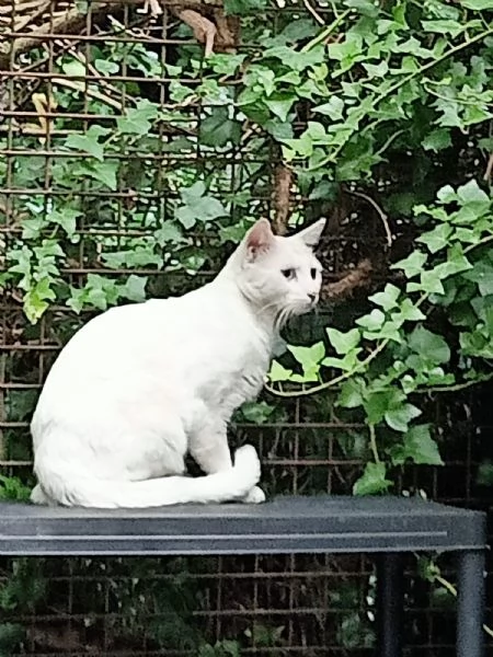Palmiro micio bianco  | Foto 0