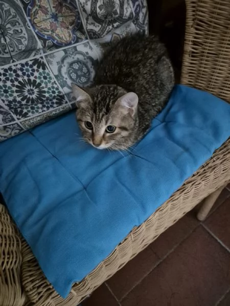 cuccioli tigrati 5 mesi | Foto 0