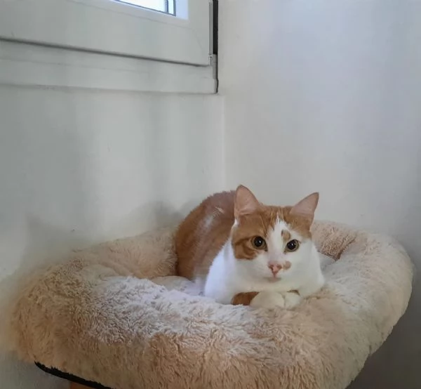 Mirtillo micio di 4 anni