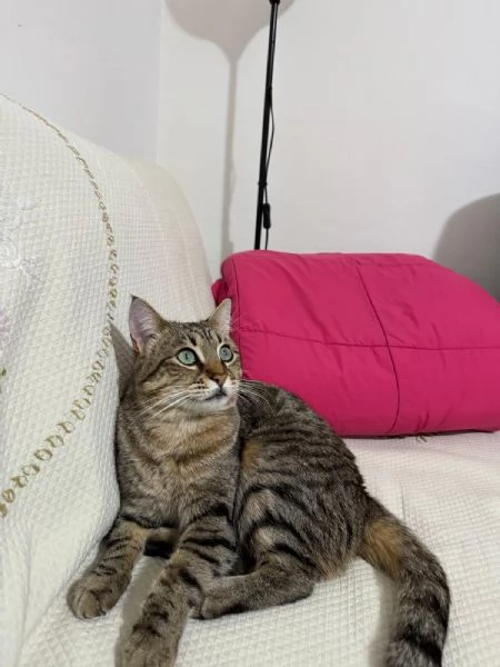 Gigio micio tigrato di due anni