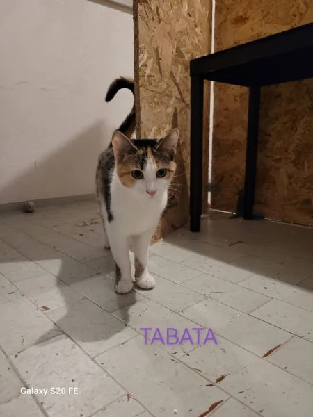 Miciotte di 5 mesi | Foto 2