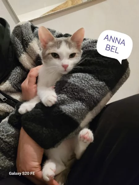 Miciotte di 5 mesi | Foto 0