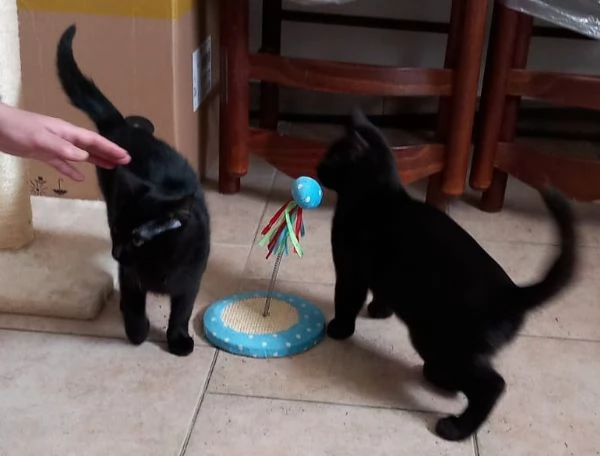 Cloe e Black fratellini indivisibili