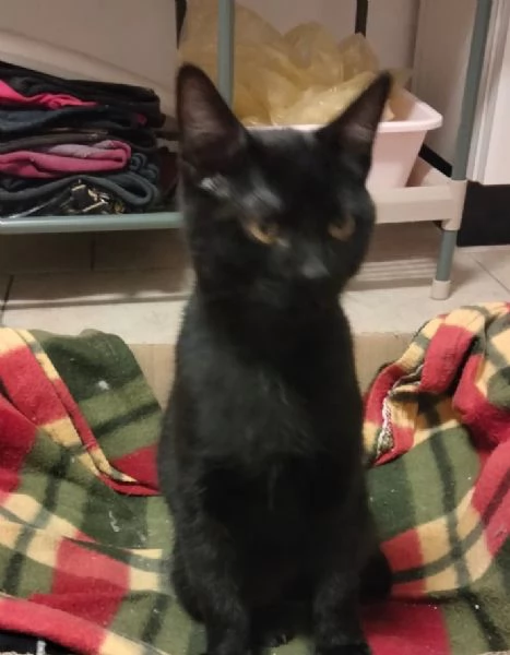 Cloe e Black fratellini indivisibili | Foto 0