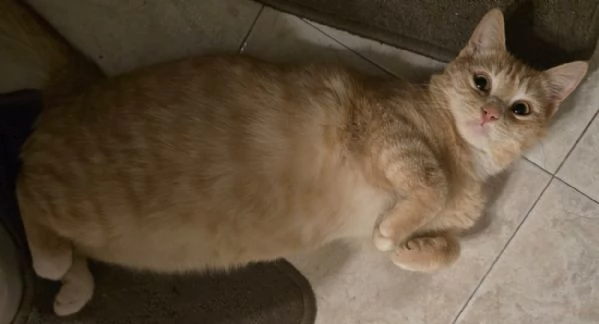 MIELE micia dolcissima