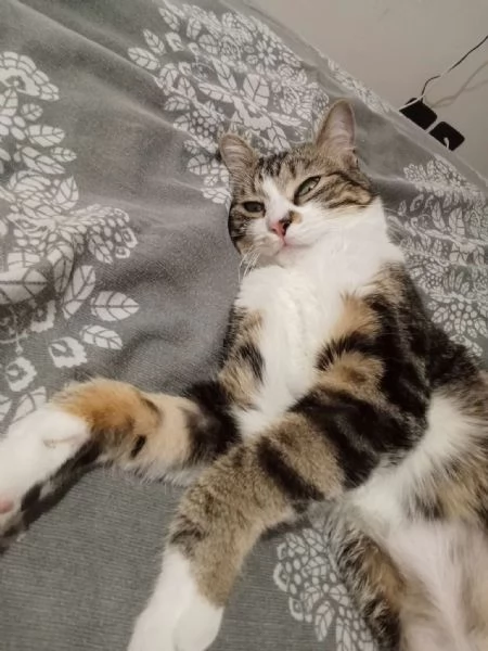 Zoe deliziosa micia di un anno