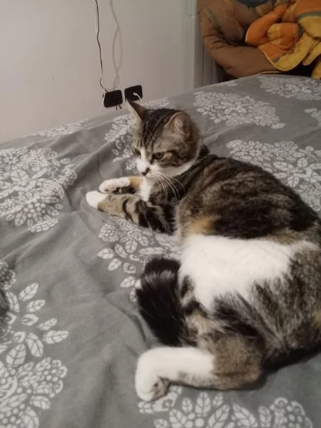 Zoe deliziosa micia di un anno | Foto 1